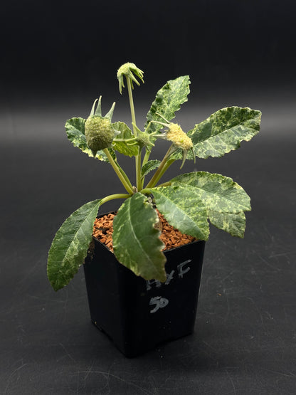 Dorstenia Horwoodii x Foetida Variegated (520W123)