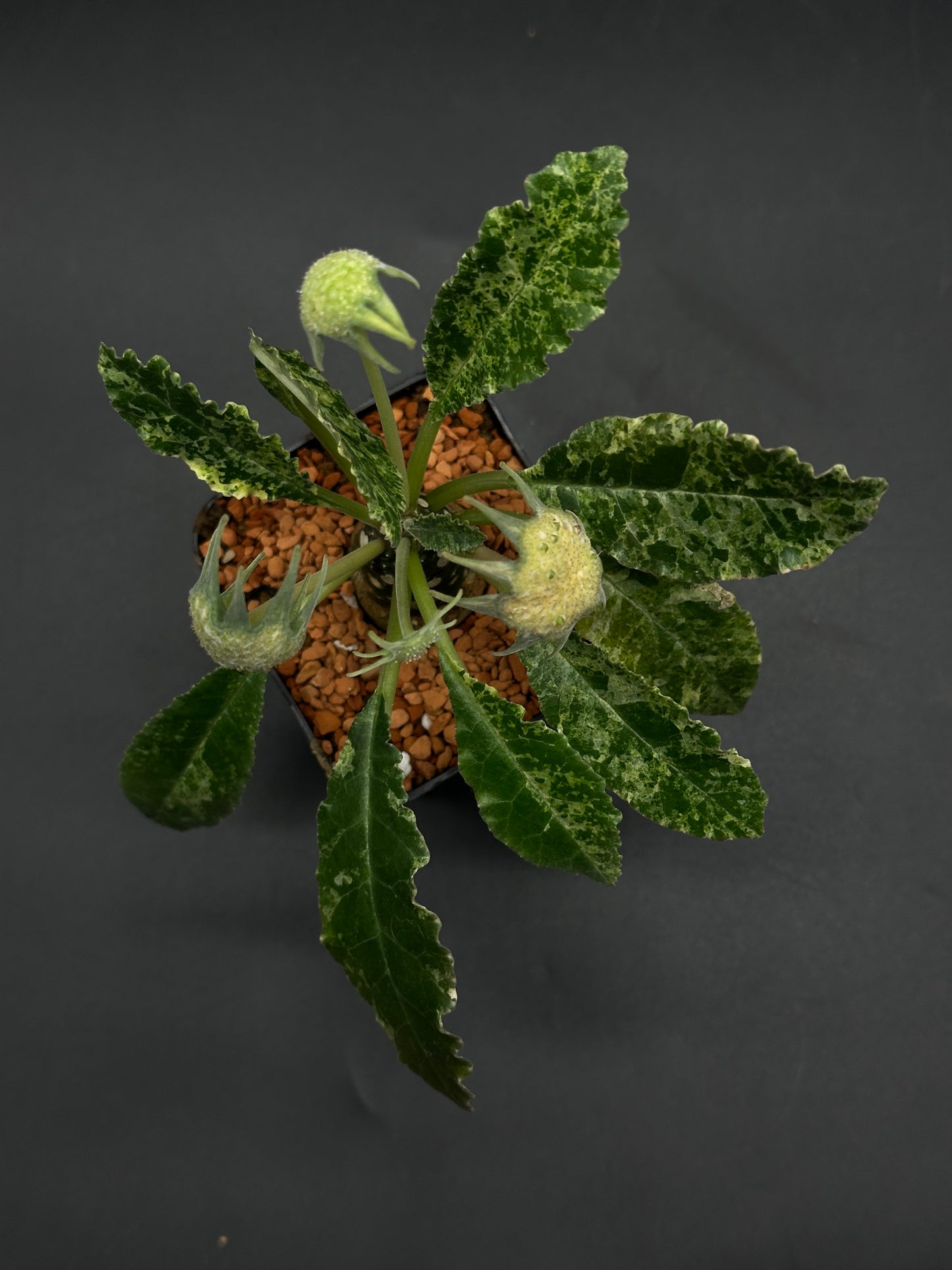 Dorstenia Horwoodii x Foetida Variegated (520W123)