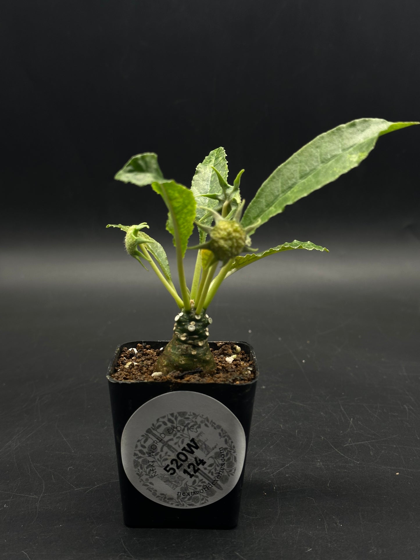Dorstenia Horwoodii x Foetida Variegated (520W124)