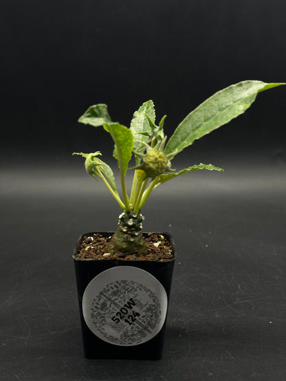 Dorstenia Horwoodii x Foetida Variegated (520W124)