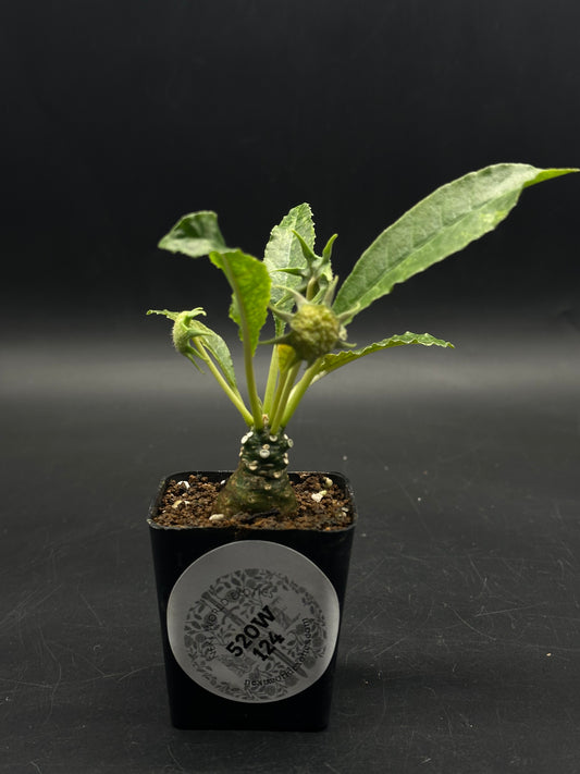 Dorstenia Horwoodii x Foetida Variegated (520W124)
