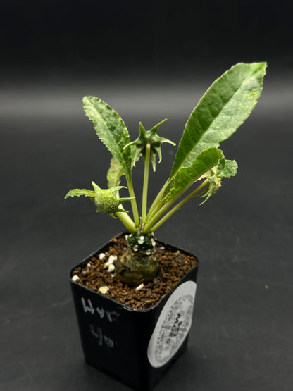 Dorstenia Horwoodii x Foetida Variegated (520W124)