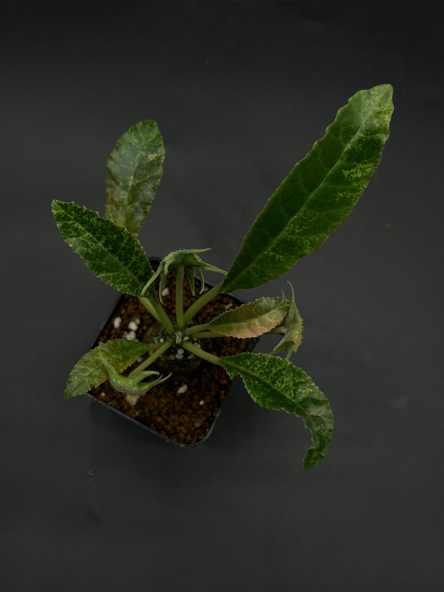 Dorstenia Horwoodii x Foetida Variegated (520W124)