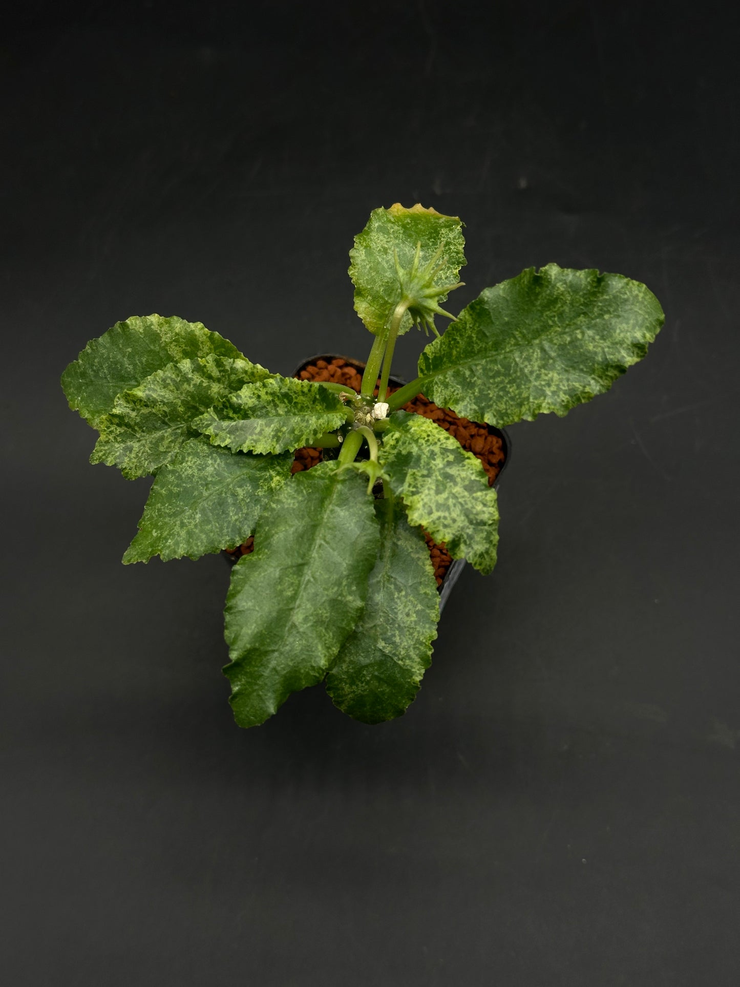 Dorstenia Horwoodii x Lavranii Hybrid Variegated (520W101)