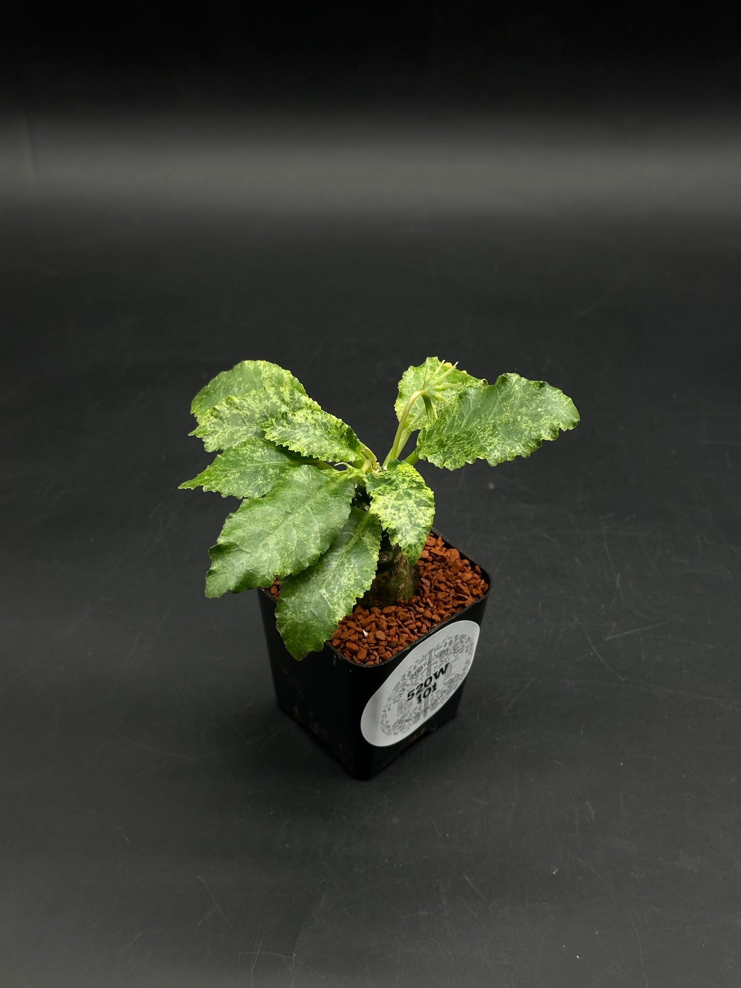Dorstenia Horwoodii x Lavranii Hybrid Variegated (520W101)