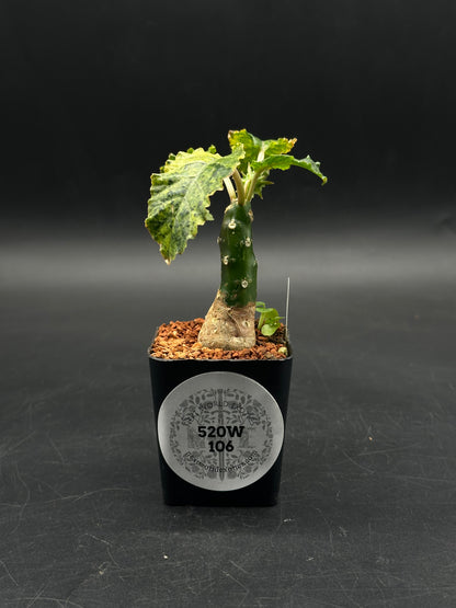 Dorstenia Horwoodii x Lavranii Hybrid Variegated (520W106)