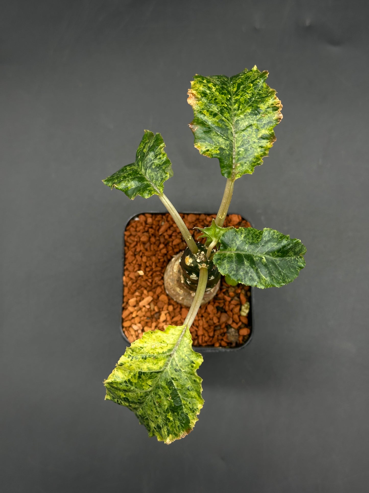 Dorstenia Horwoodii x Lavranii Hybrid Variegated (520W106)