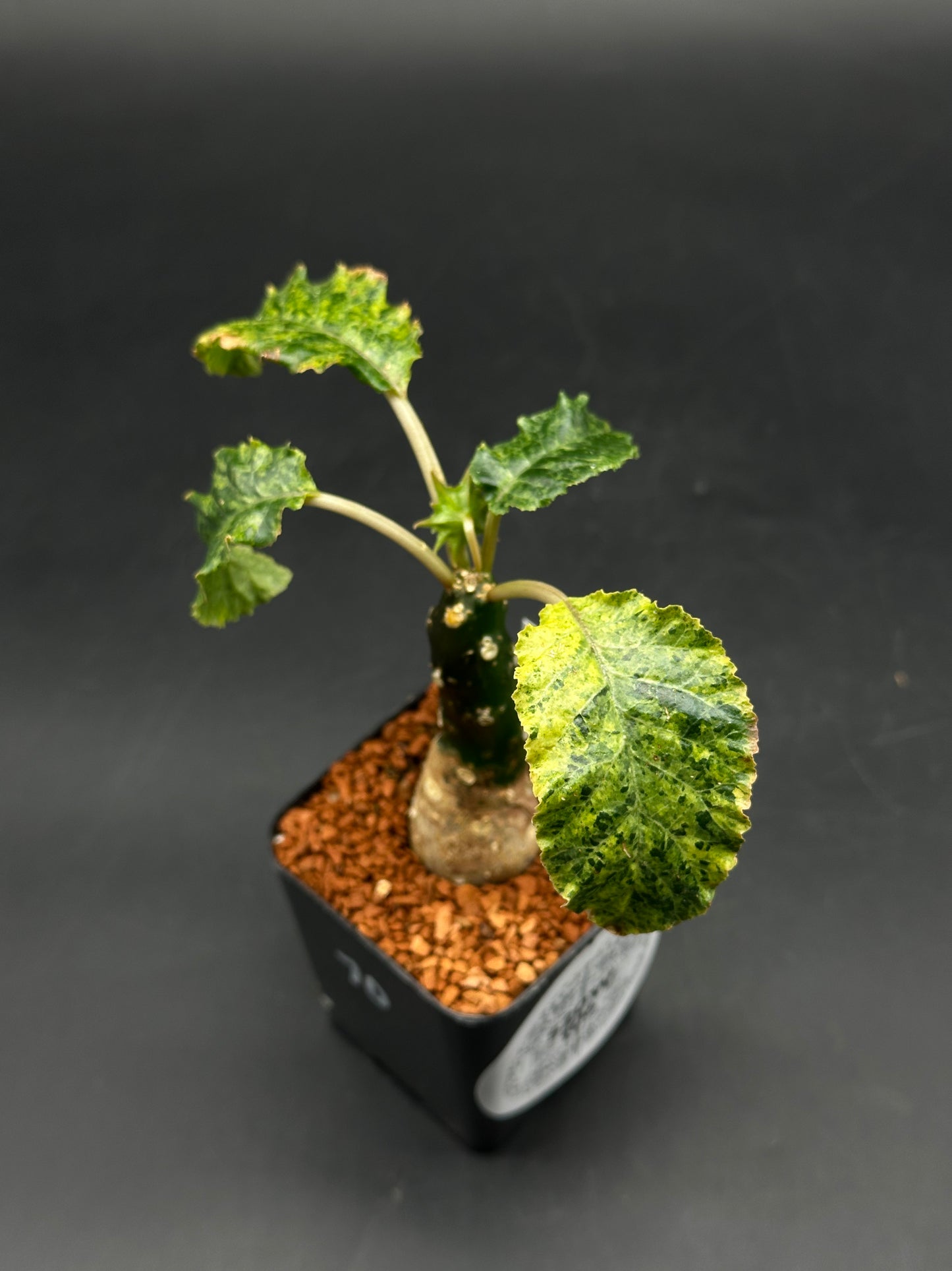Dorstenia Horwoodii x Lavranii Hybrid Variegated (520W106)
