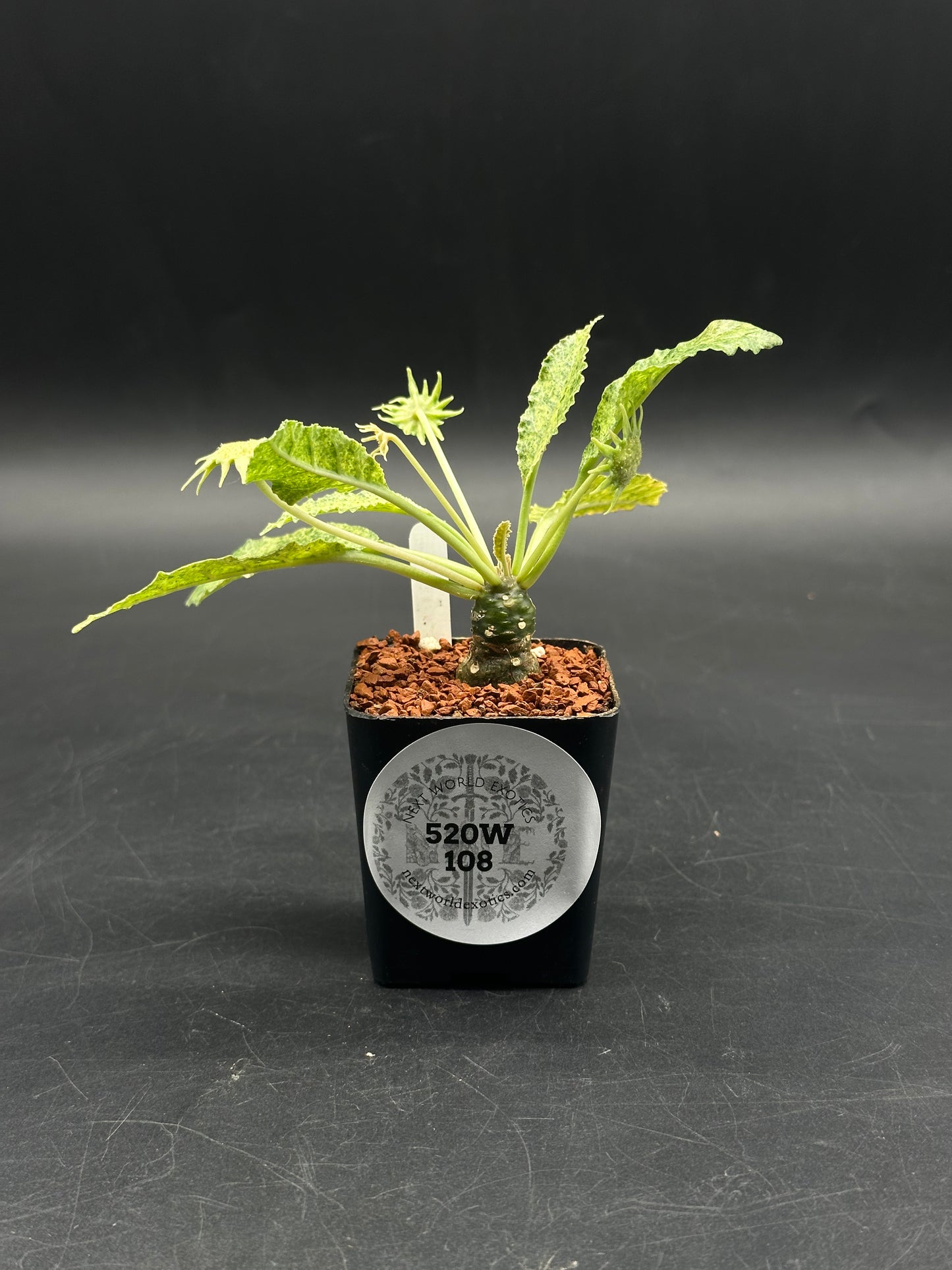 Dorstenia Horwoodii x Lavranii Hybrid Variegated (520W108)