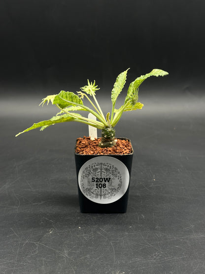Dorstenia Horwoodii x Lavranii Hybrid Variegated (520W108)