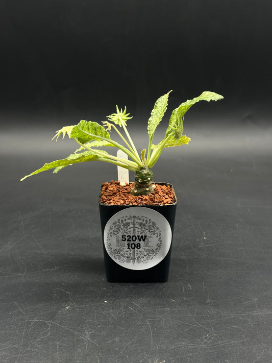 Dorstenia Horwoodii x Lavranii Hybrid Variegated (520W108)