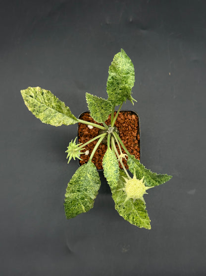 Dorstenia Horwoodii x Lavranii Hybrid Variegated (520W108)