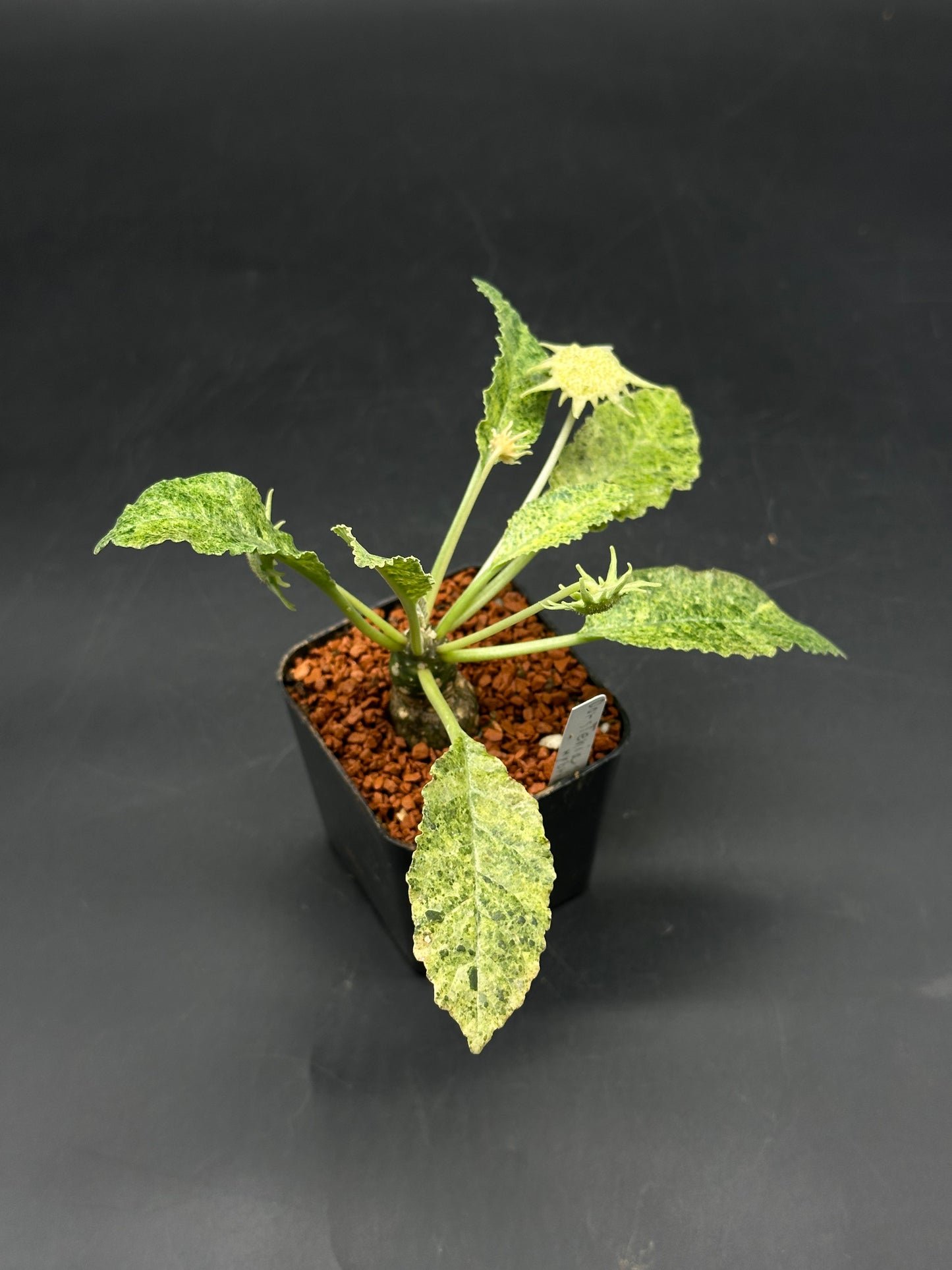 Dorstenia Horwoodii x Lavranii Hybrid Variegated (520W108)