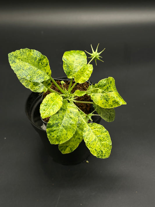 Dorstenia Horwoodii x Lavranii Variegated in a black pot, featuring oval leaves with yellow-green patterns and star-shaped seed pods, ideal for exotic plant enthusiasts.