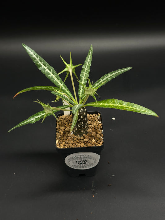 Dorstenia lancifolia (130W008) in a square black pot with a caudex, lanceolate green leaves, and star-shaped buds, ideal for collectors of exotic houseplants.