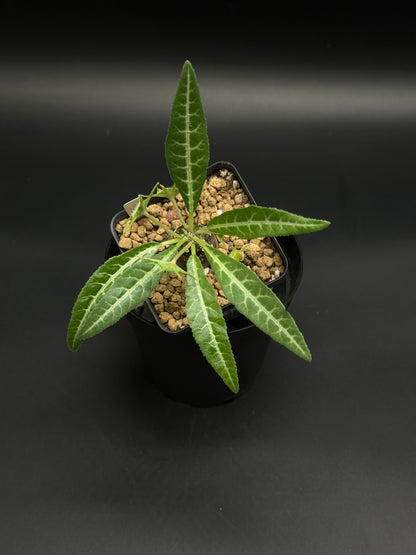 Dorstenia Lancifolia (130W020) in a black nursery pot, featuring a caudex with slender, white-veined green leaves, ideal for exotic plant collections.