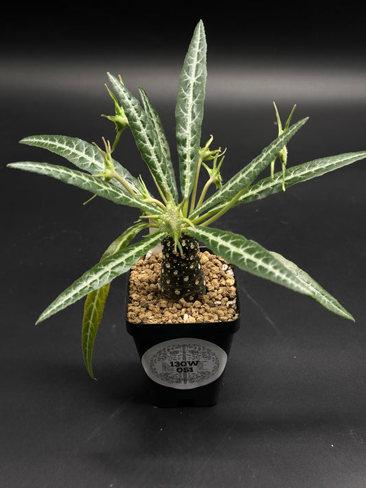 Dorstenia Lancifolia (130W059) in a black pot, featuring a thick trunk with lenticels and a crown of narrow, white-veined green leaves.