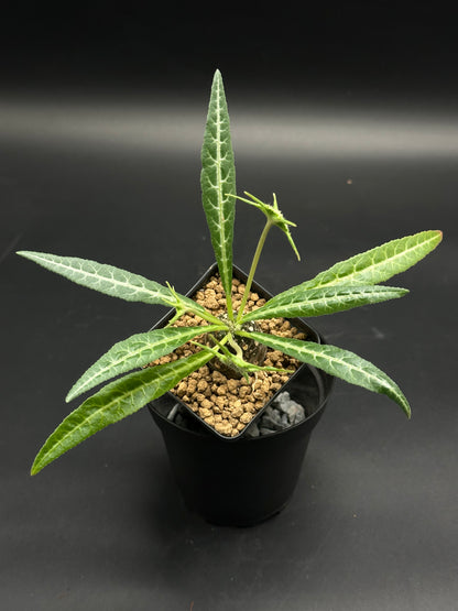 Small potted plant with green leaves on a black background