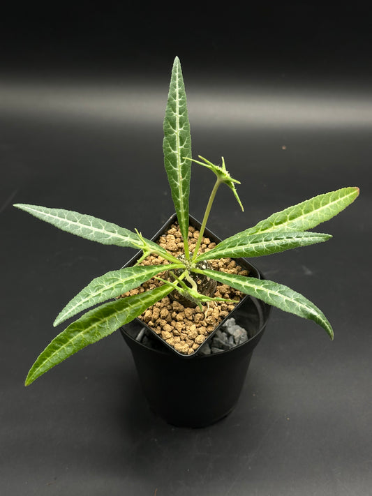 Small potted plant with green leaves on a black background