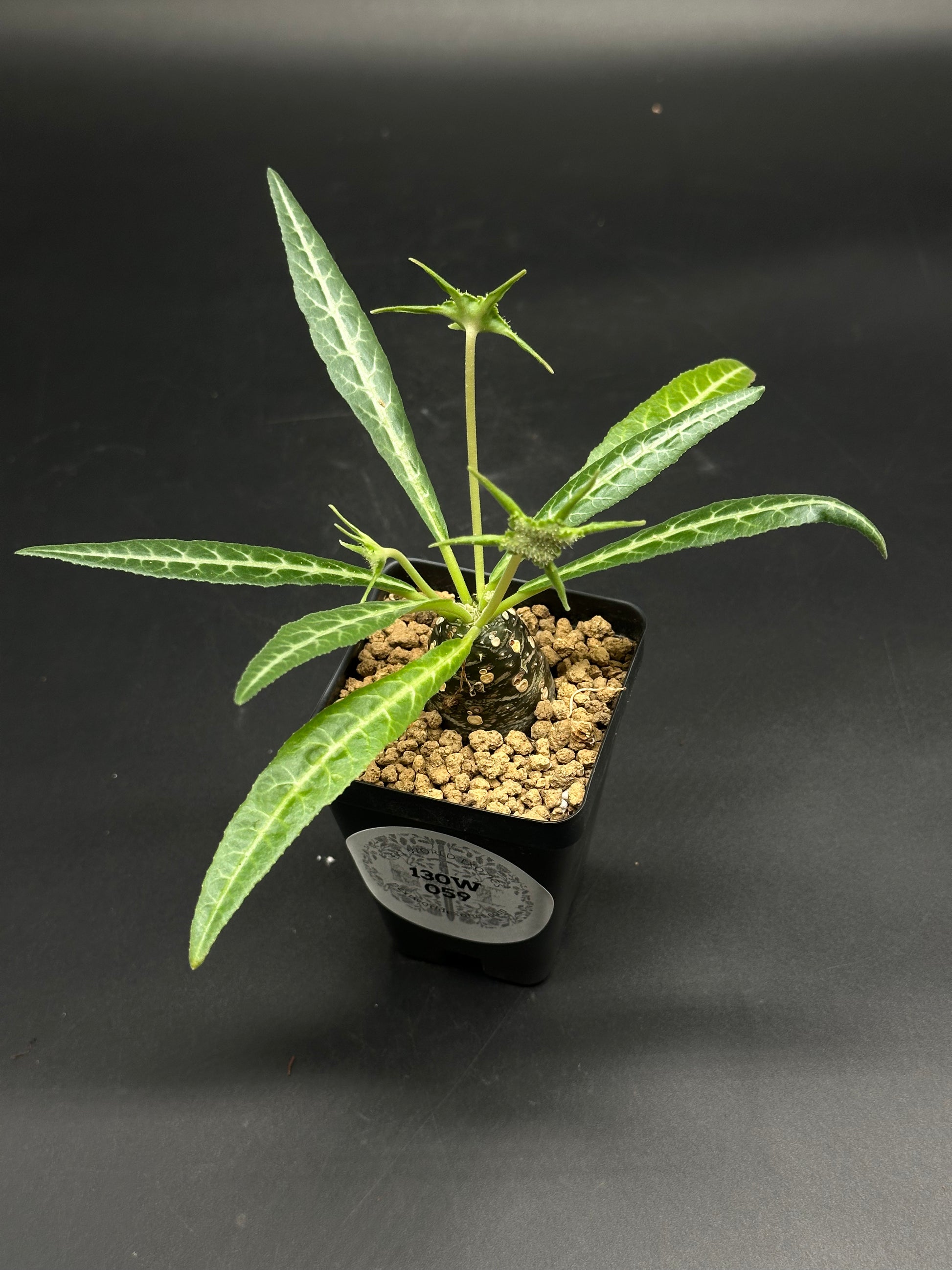 Dorstenia Lancifolia (130W059) in a 2.25-inch pot, featuring a swollen caudex with narrow, lanceolate green leaves and distinct white veins in gritty soil.
