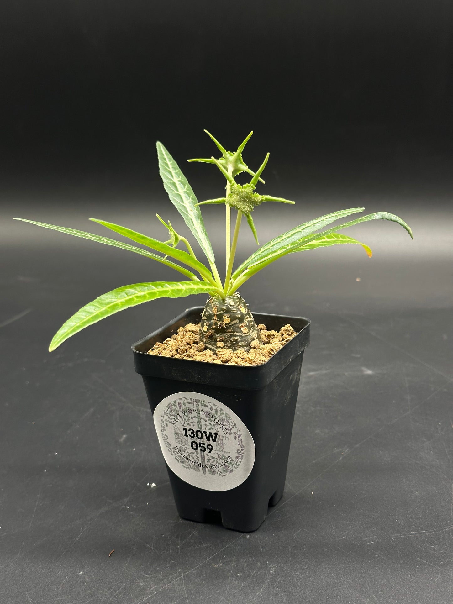 Dorstenia Lancifolia (130W059) in a black nursery pot, featuring a knobby caudex, lanceolate leaves, and clusters of tiny green buds with star-shaped bracts.