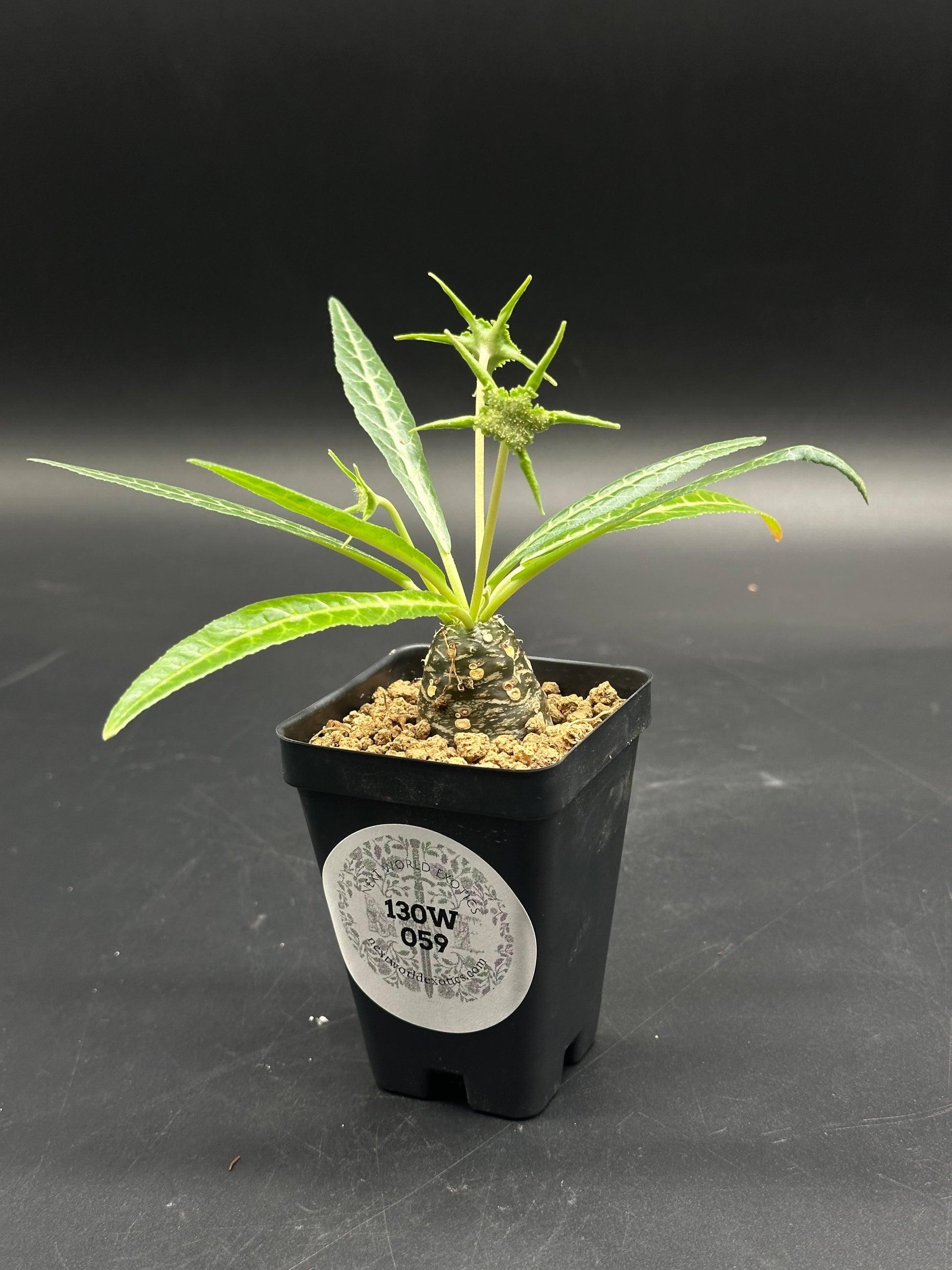 Dorstenia Lancifolia (130W059) in a black nursery pot, featuring a knobby caudex, lanceolate leaves, and clusters of tiny green buds with star-shaped bracts.
