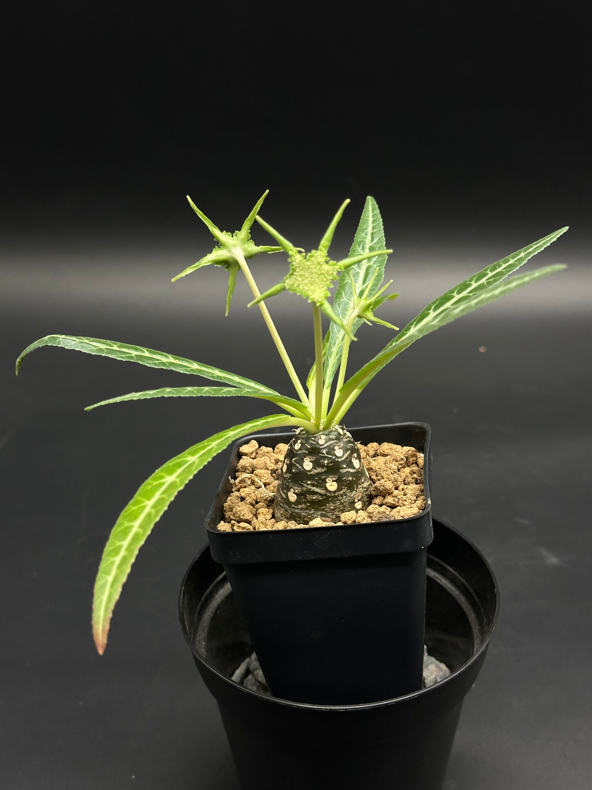 Dorstenia Lancifolia (130W059)⭐ in a 2.25-inch nursery pot, featuring a swollen caudex, slender white-veined leaves, and unique starburst inflorescences.