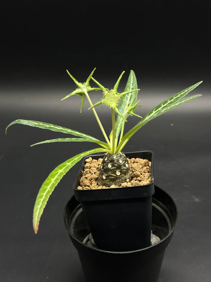 Dorstenia Lancifolia (130W059)⭐ in a 2.25-inch nursery pot, featuring a swollen caudex, slender white-veined leaves, and unique starburst inflorescences.