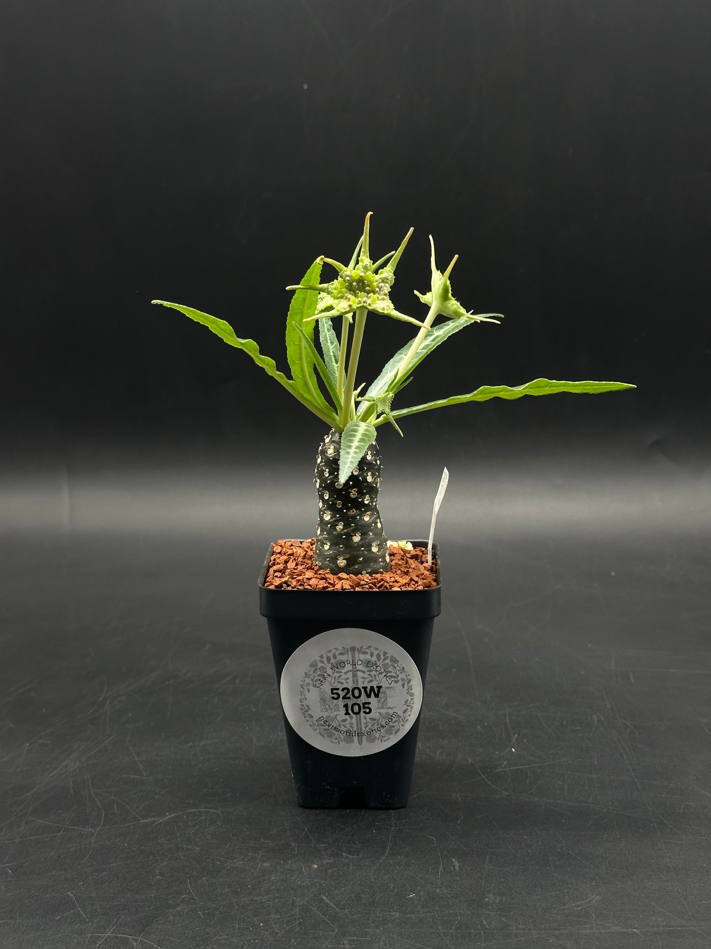 Dorstenia Lancifolia (520W105)