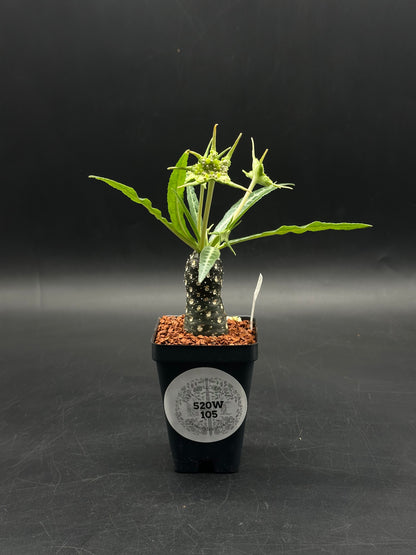 Dorstenia Lancifolia (520W105)