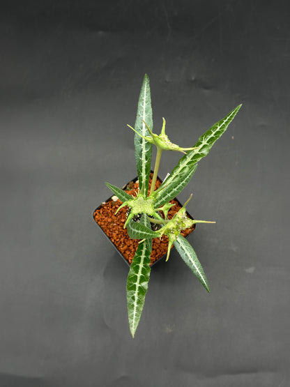 Dorstenia Lancifolia (520W105)