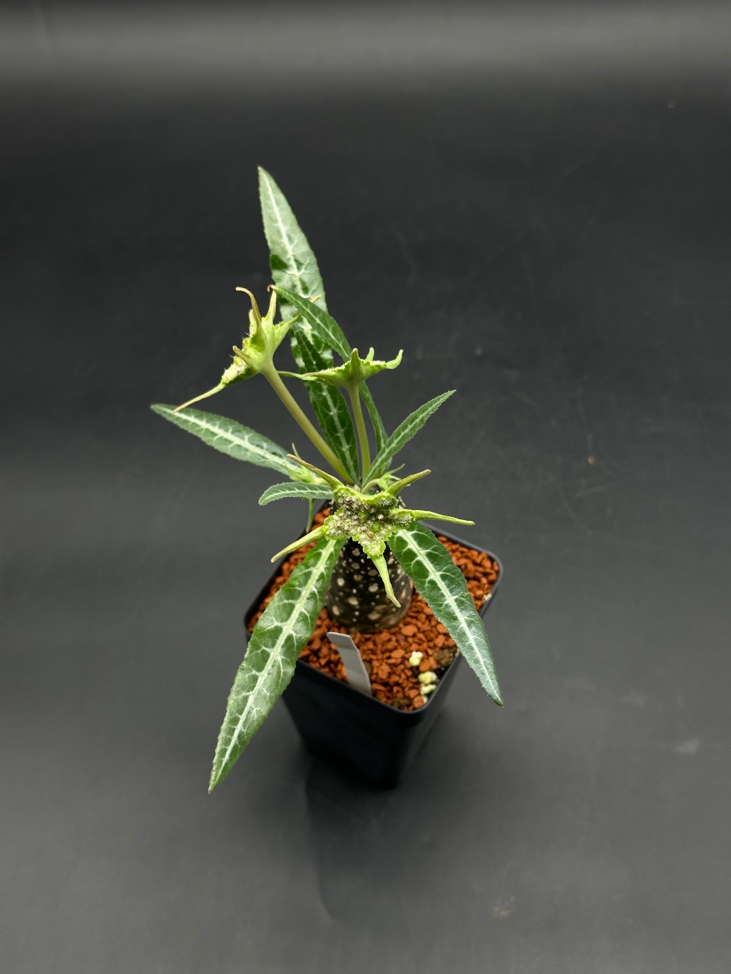 Dorstenia Lancifolia (520W105)