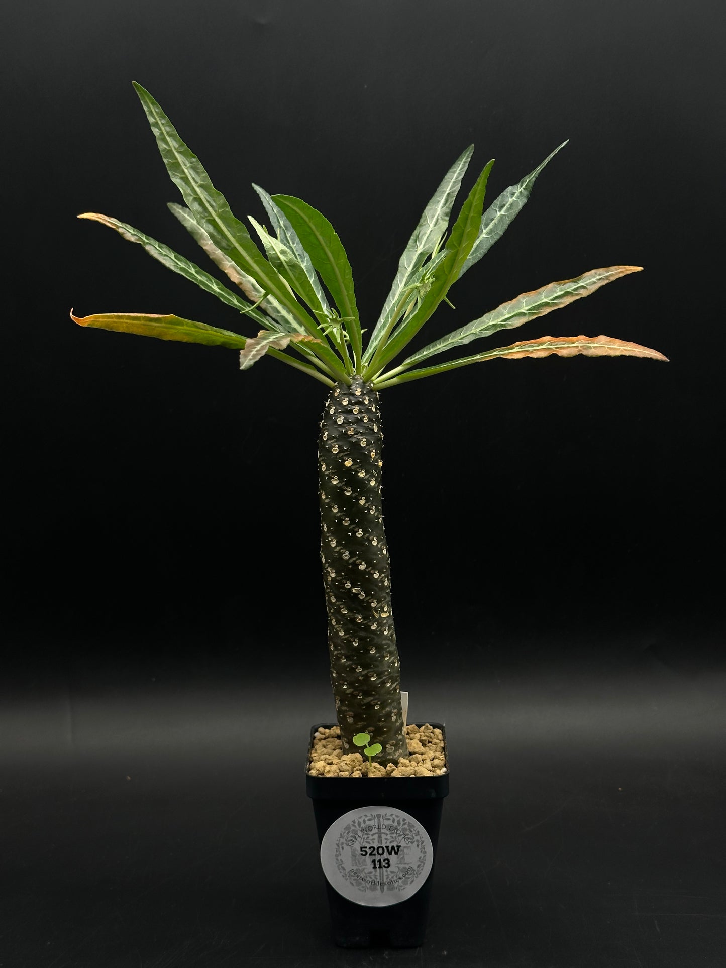 Dorstenia Lancifolia (520W113)