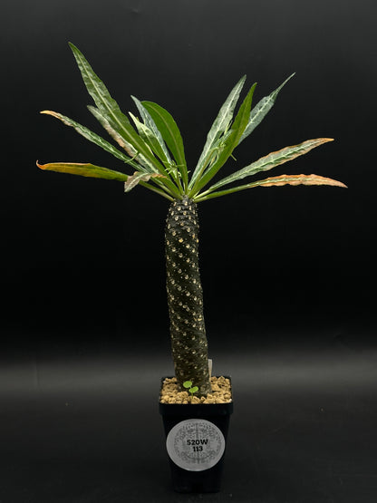 Dorstenia Lancifolia (520W113)