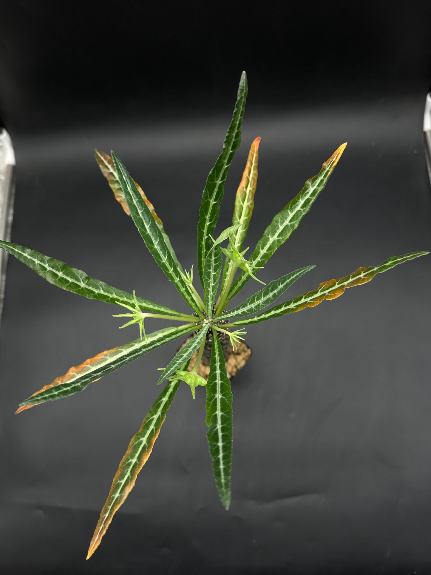 Dorstenia Lancifolia (520W113)