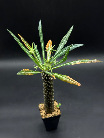 Dorstenia Lancifolia (520W113)