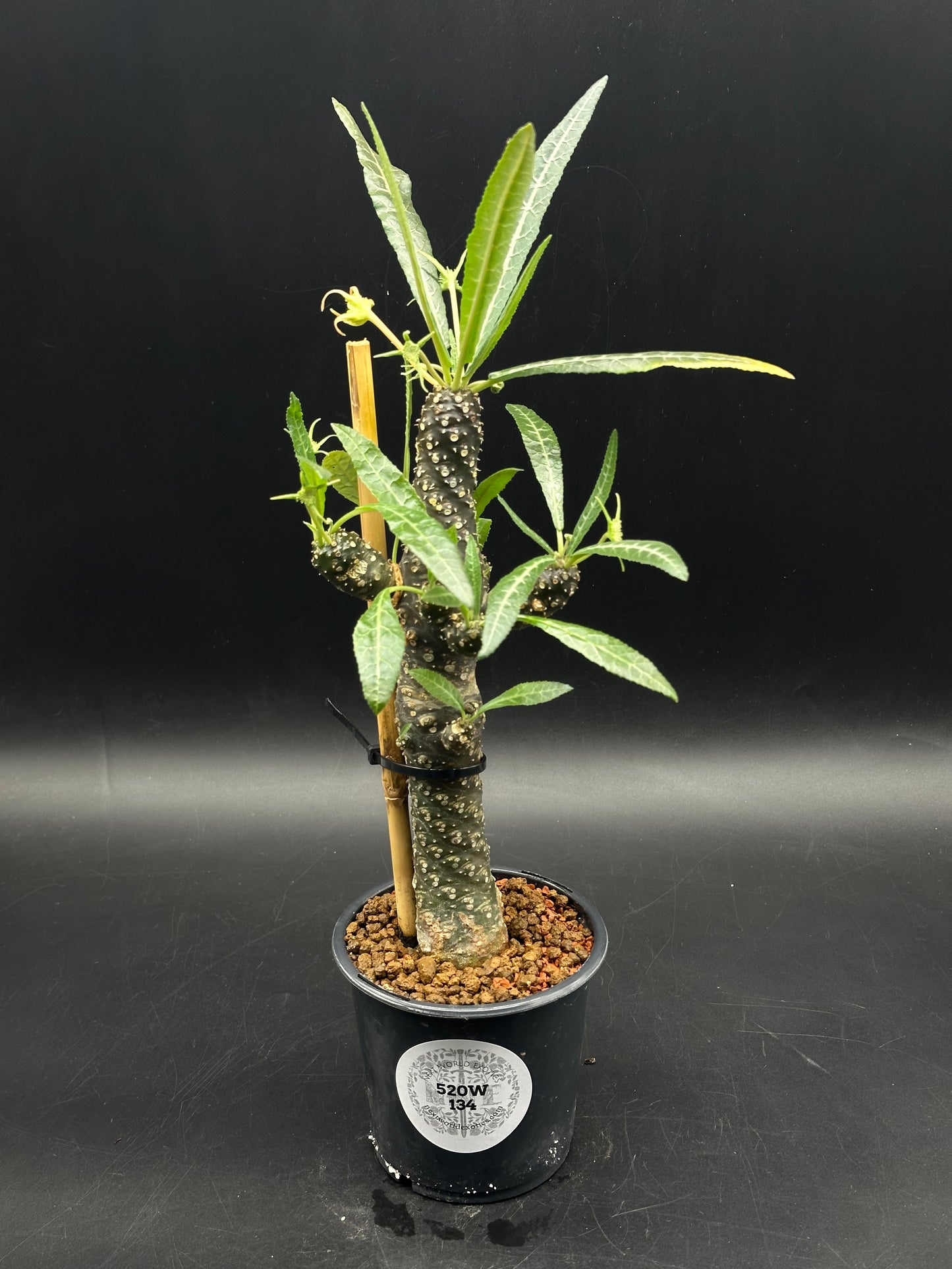 Dorstenia Lancifolia (520W134)