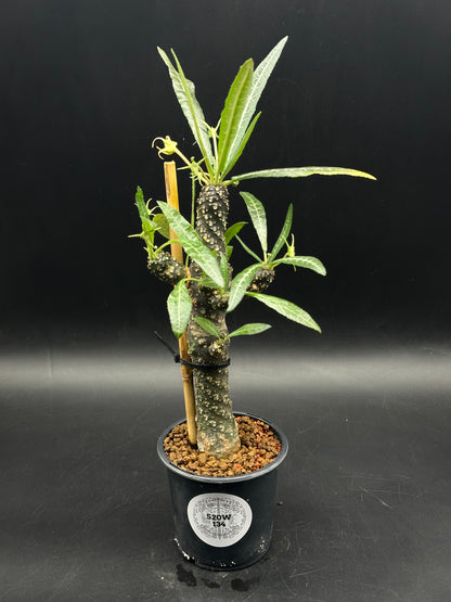 Dorstenia Lancifolia (520W134)