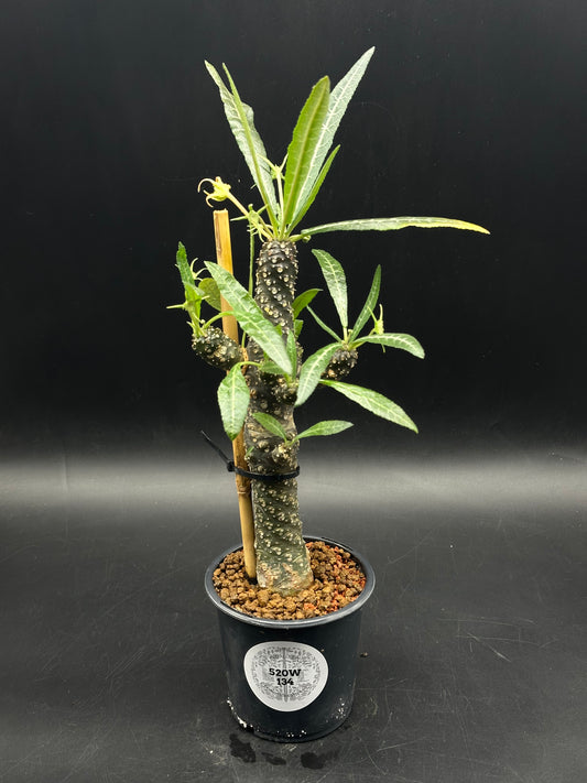Dorstenia Lancifolia (520W134)