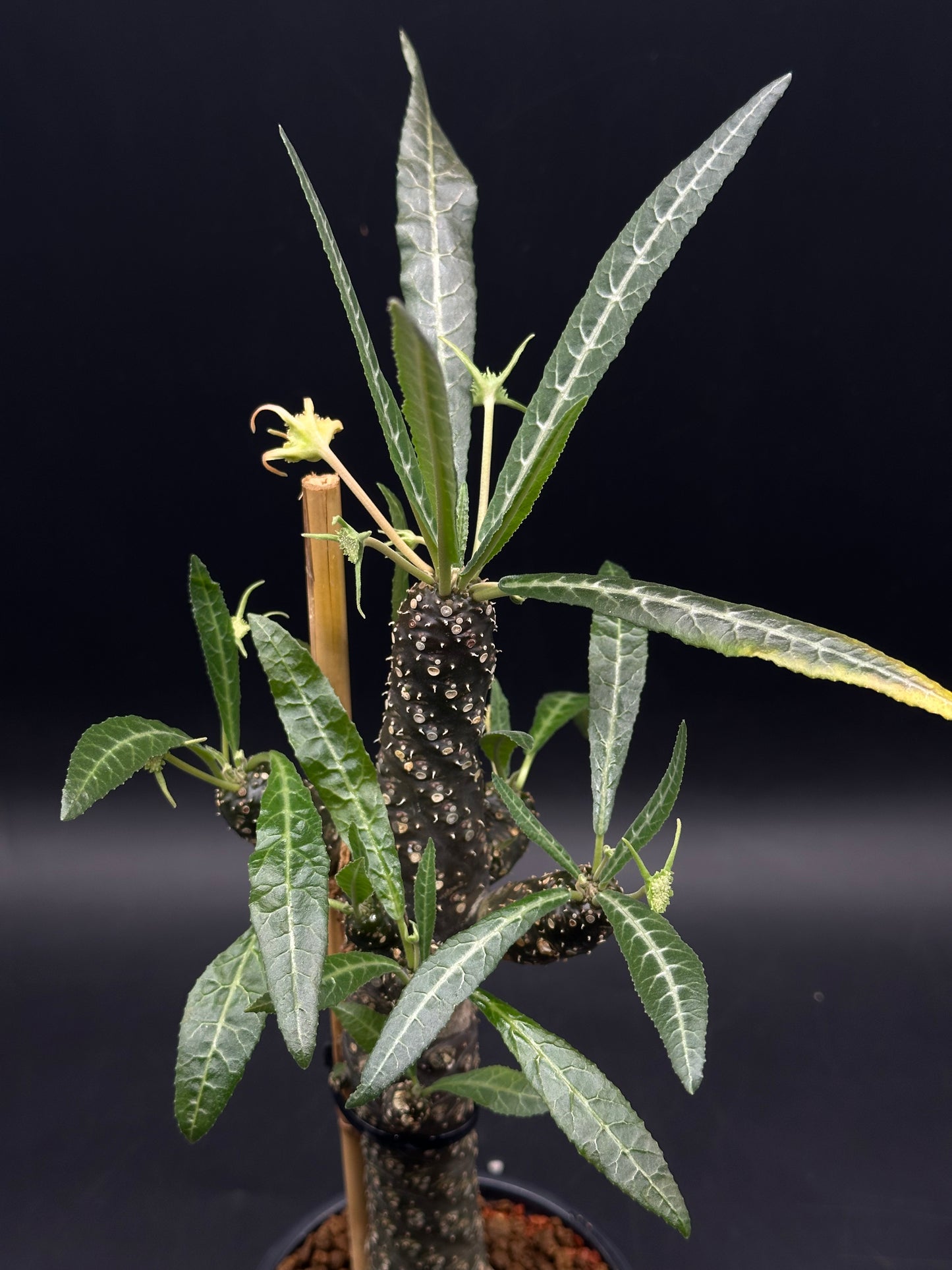 Dorstenia Lancifolia (520W134)