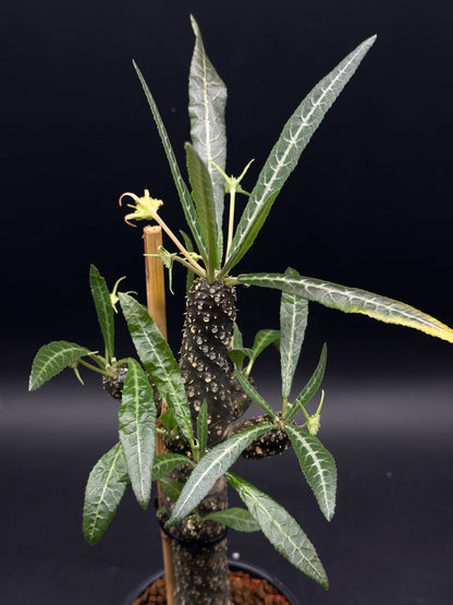 Dorstenia Lancifolia (520W134)