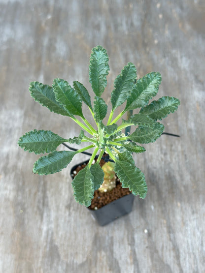 Dorstenia Lavrani