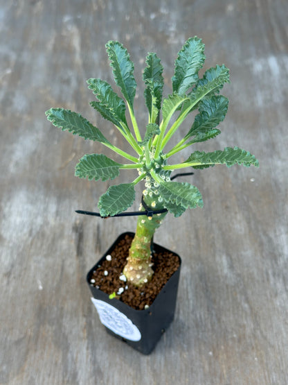 Dorstenia Lavrani