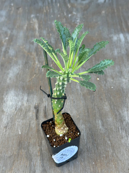 Dorstenia Lavrani