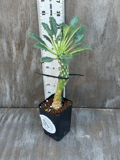 Dorstenia Lavrani
