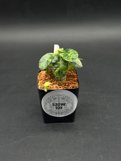 Dorstenia Lavrani Variegated Hybrid (520w103)
