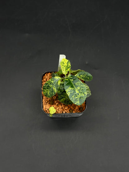 Dorstenia Lavrani Variegated Hybrid (520w103)