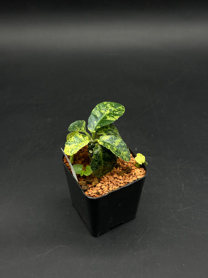 Dorstenia Lavrani Variegated Hybrid (520w103)