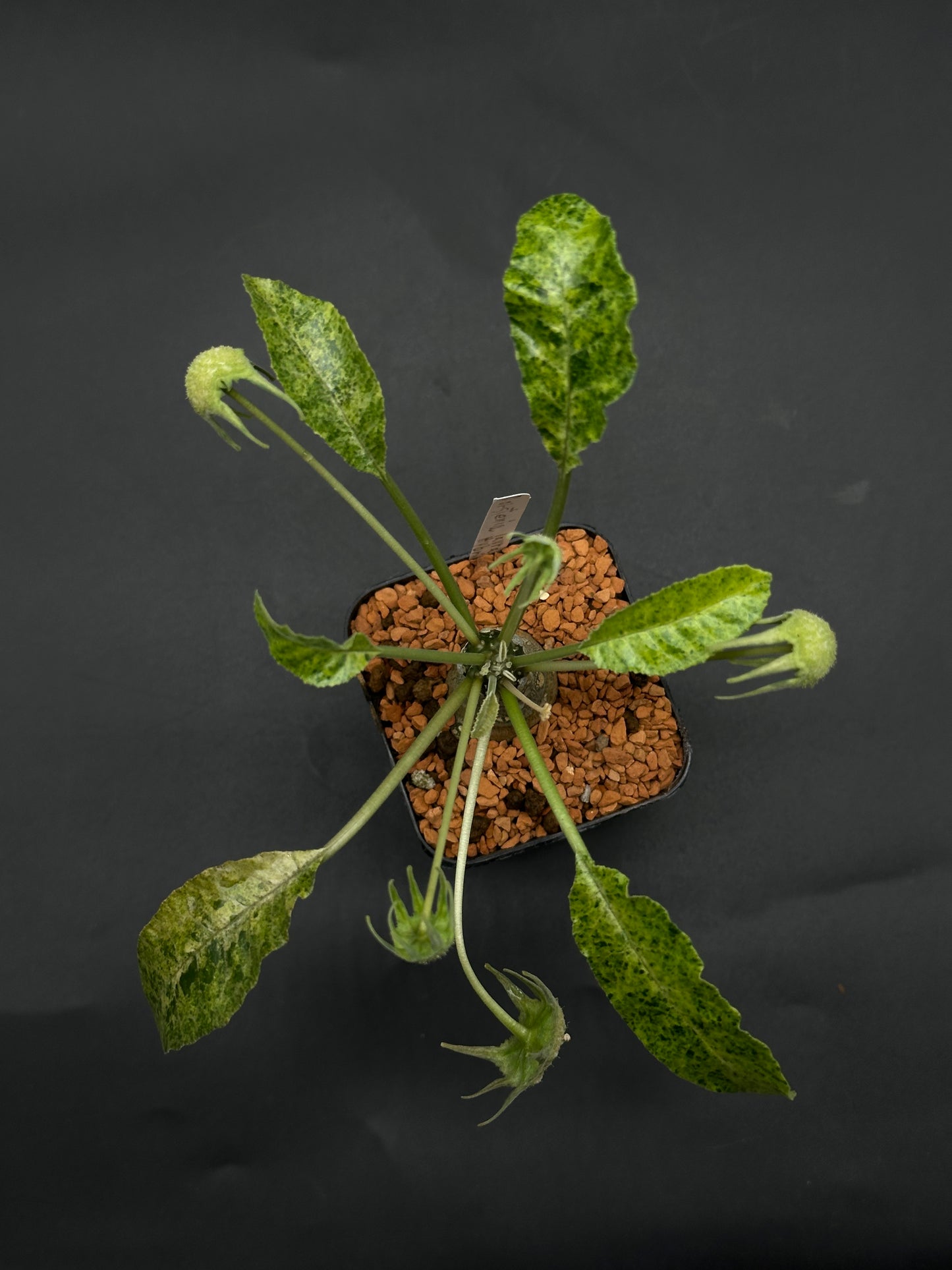 Dorstenia Lavrani Variegated Hybrid (520w120)