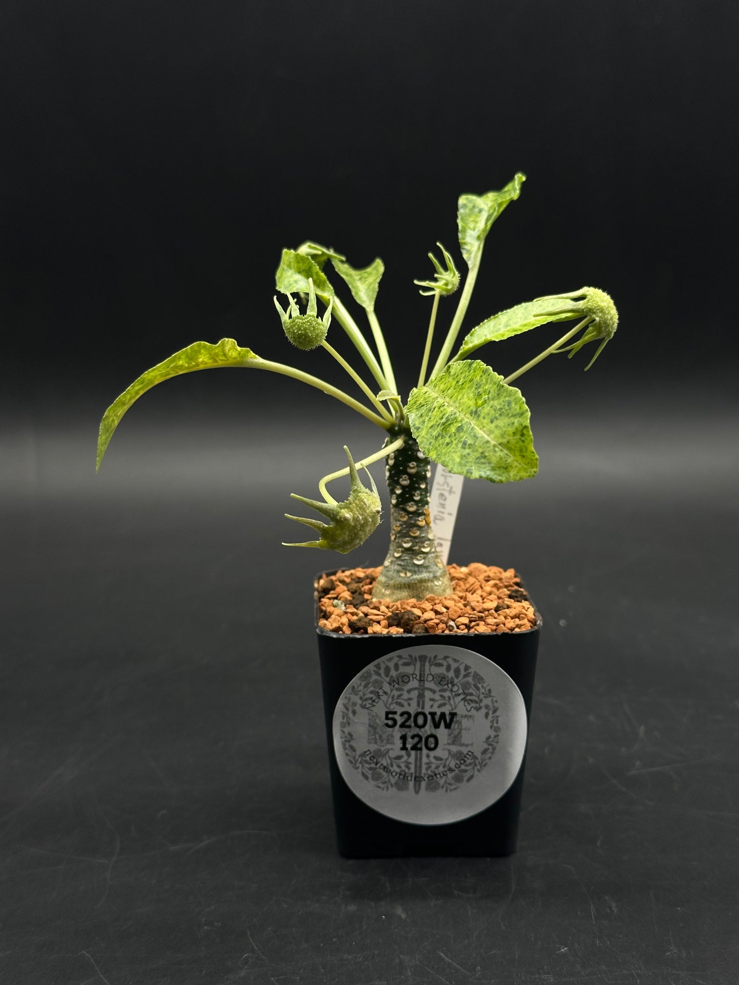 Dorstenia Lavrani Variegated Hybrid (520w120)